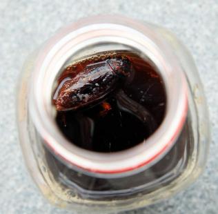 男子喝下 蟑螂 凉茶 灌4升水狂吐 洗胃 (图)_ 健