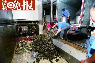  粽子黑作坊藏大棚 (5)图片  粽子黑作坊藏大棚 (5