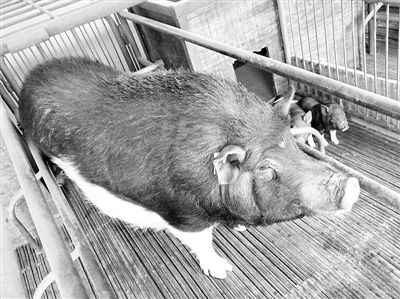 长寿克隆猪让异种器官移植 翘首可待 _中国经