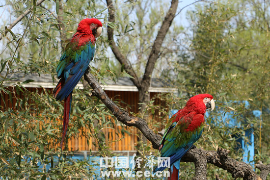 资料图：鹦鹉- 摄影 经济日报-中国经济网记者- 韩璐.jpg